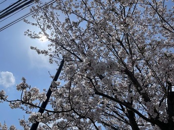 IMG_0661-9d3d3.jpeg