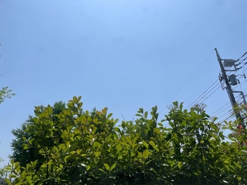 IMG_1217.jpeg